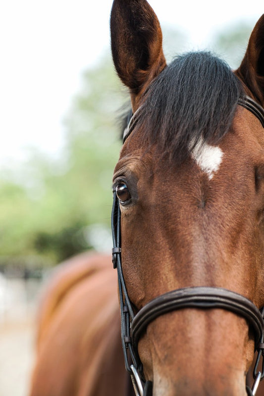 Photographing Kellen Brady with KB Sport Horses, LLC