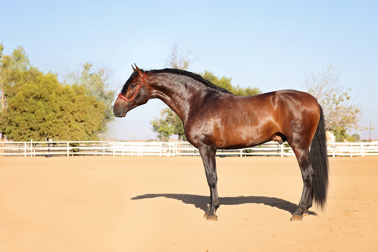 Lifestyle, Horse Sales Photos