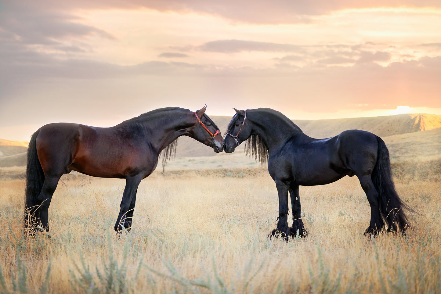 Lifestyle, Horse Sales Photos