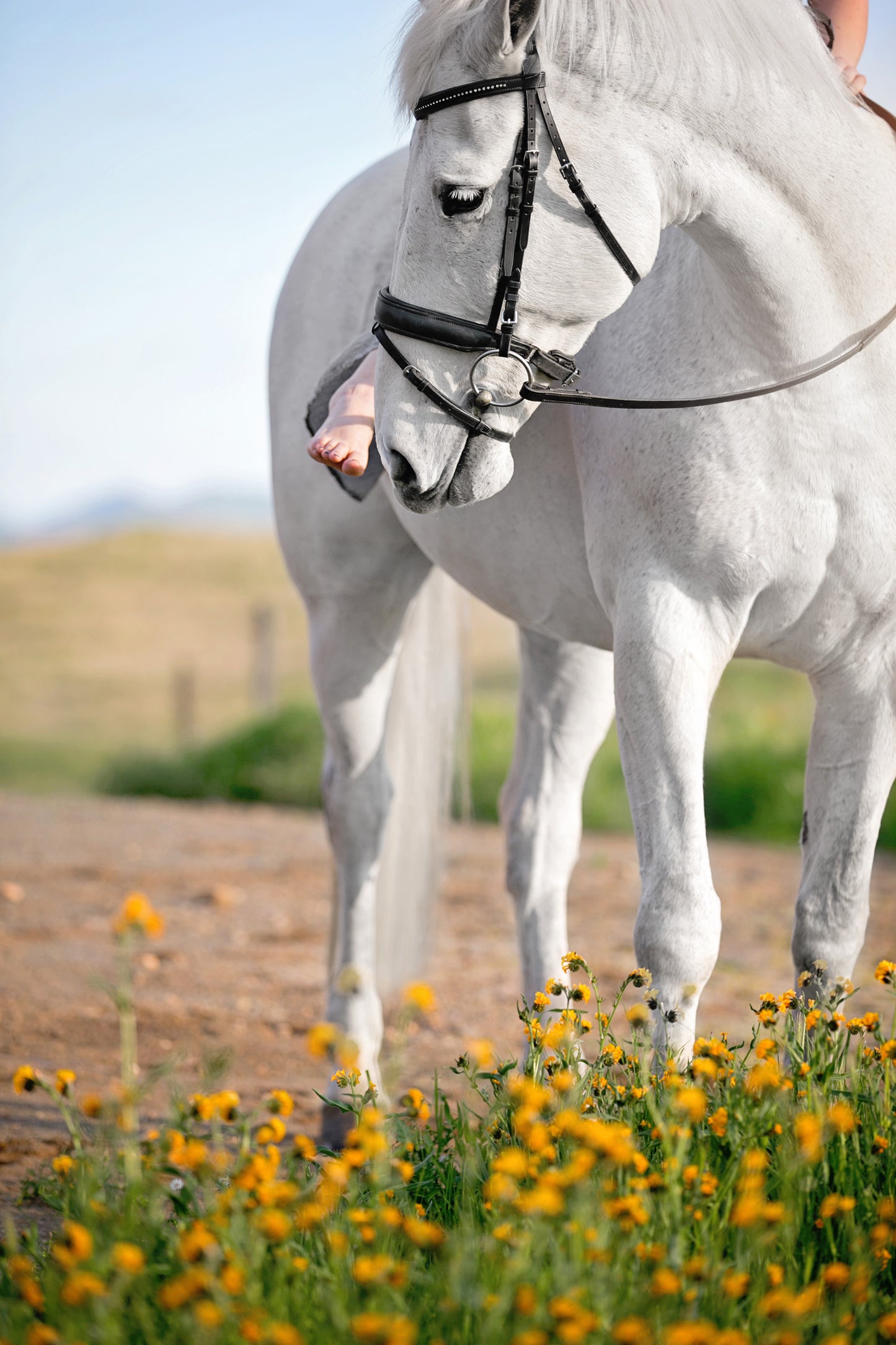 Horse & Rider Equestrian Photoshoot