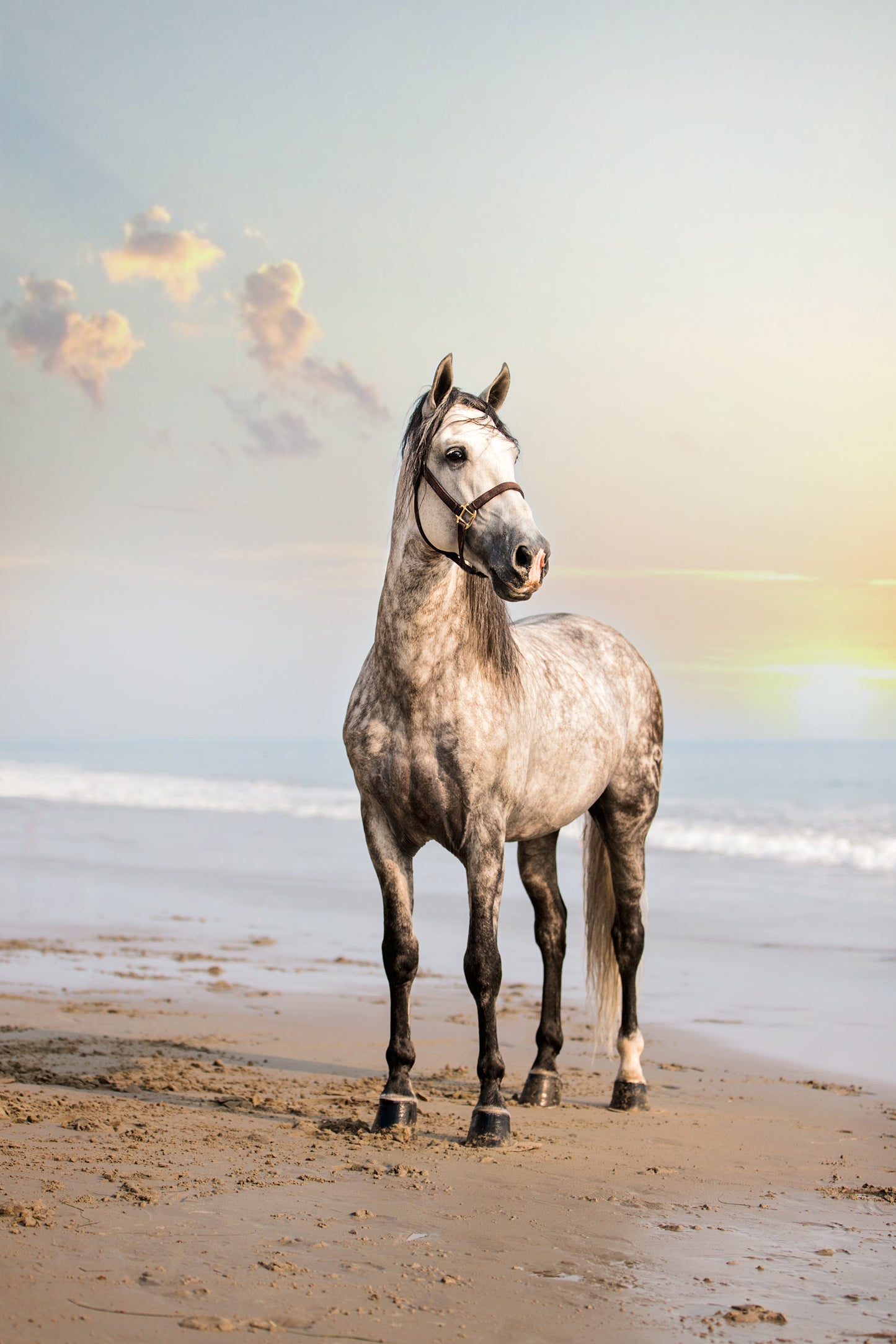 Lifestyle, Horse Sales Photos