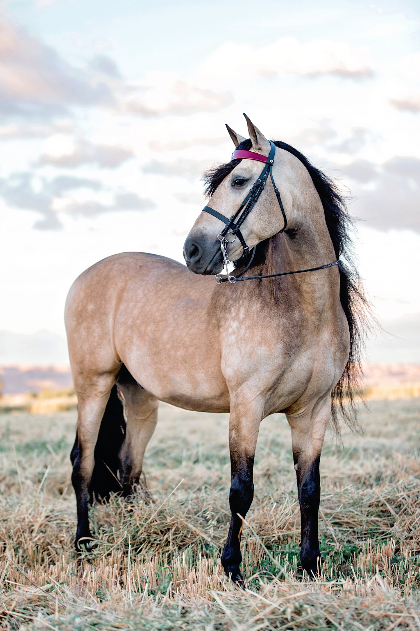 Lifestyle, Horse Sales Photos