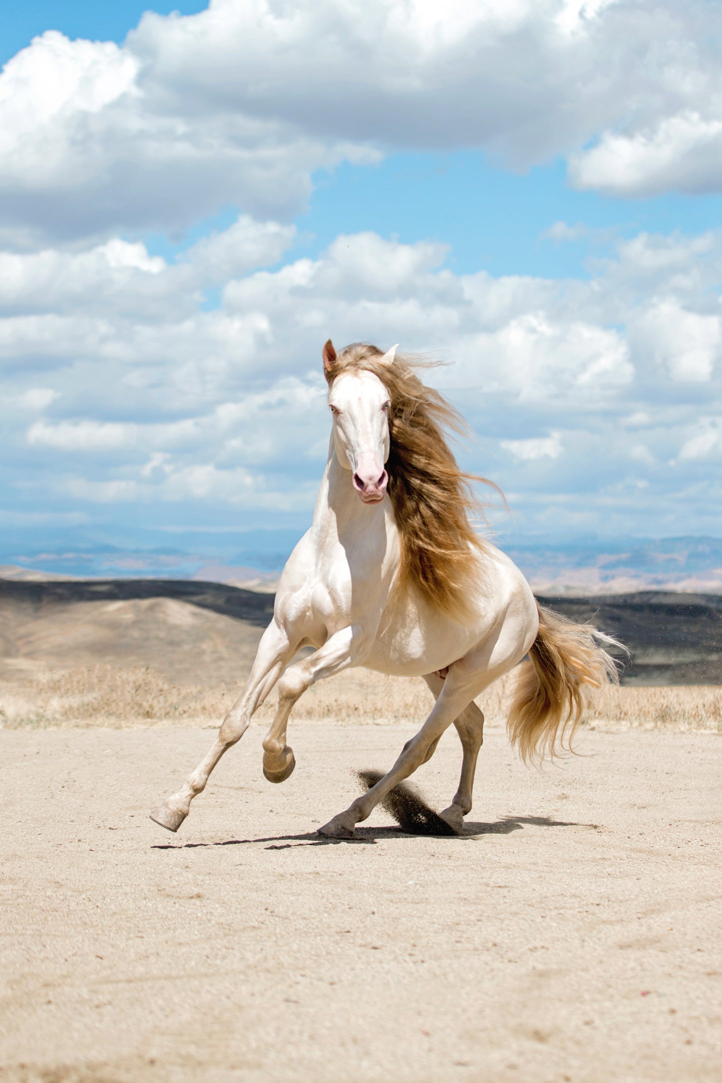 Lifestyle, Horse Sales Photos