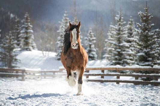 Vista Verde Ranch Horse Photography - with Snow!
