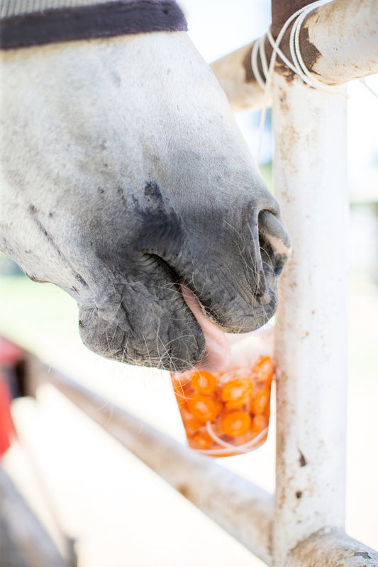 Beating the Heat this Summer with your Horse