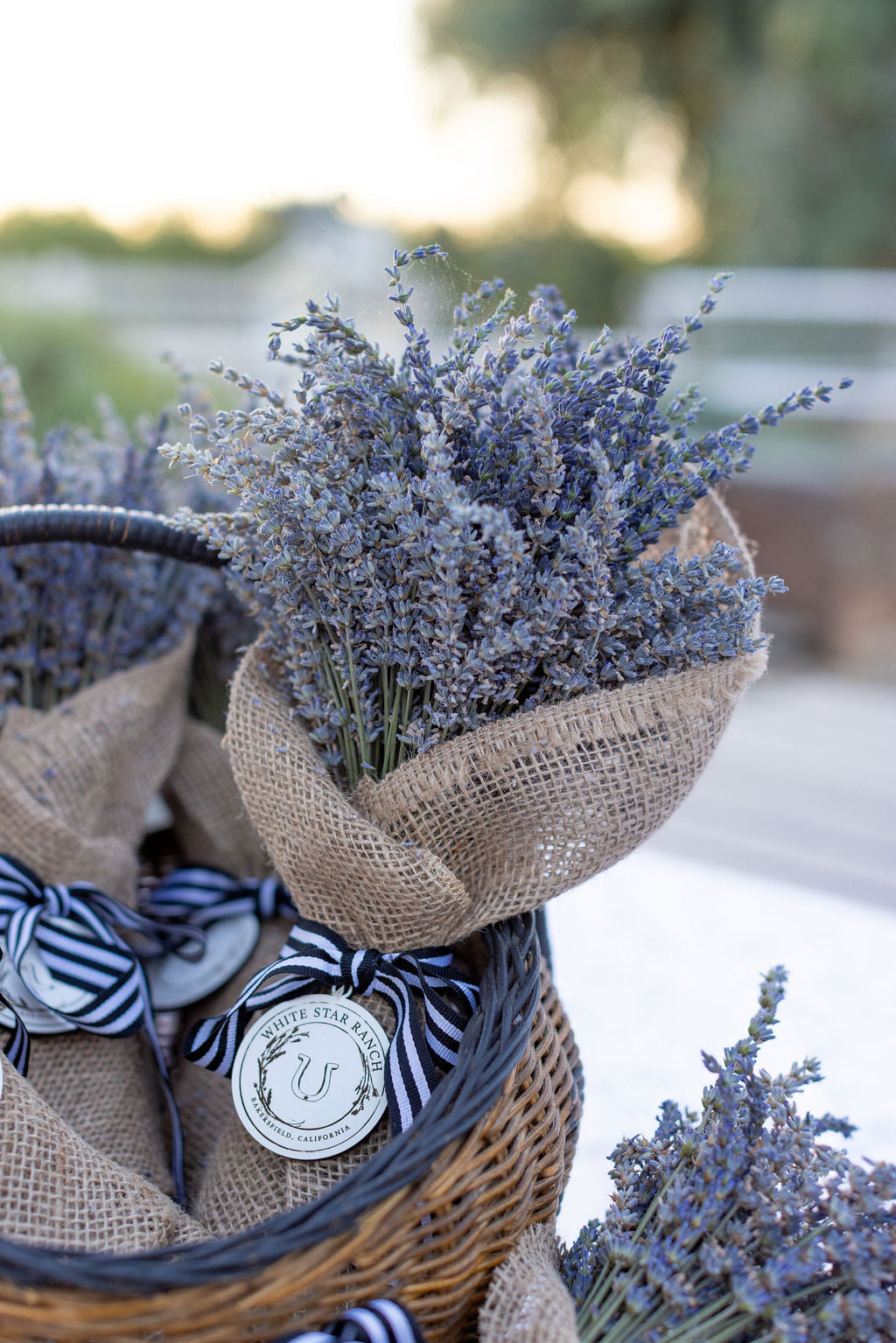 Dried Lavender Bunch