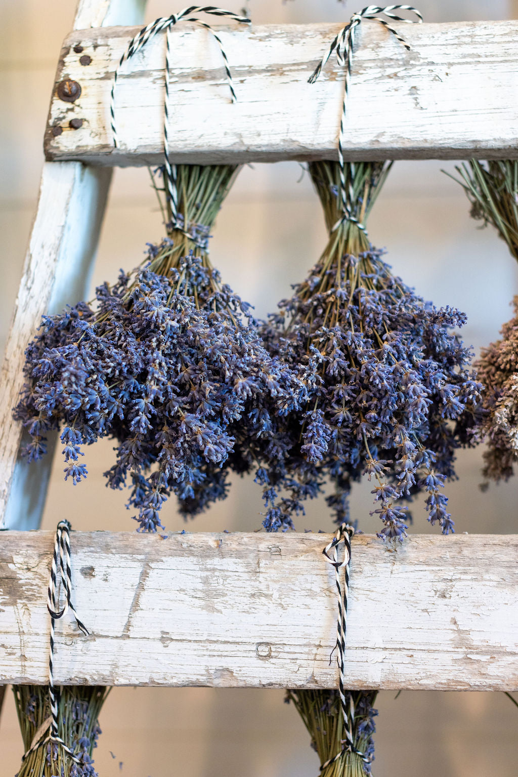 Dried Lavender Bunch